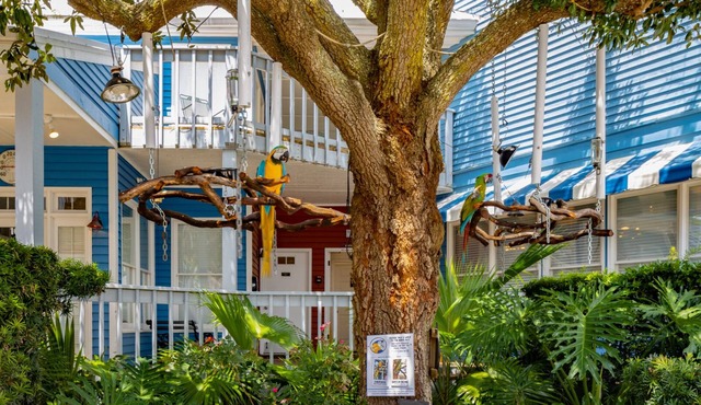 Walk to Beach/Walk to Salty Dog/2nd Row Ocean/Ground Floor/Stunning Sunsets