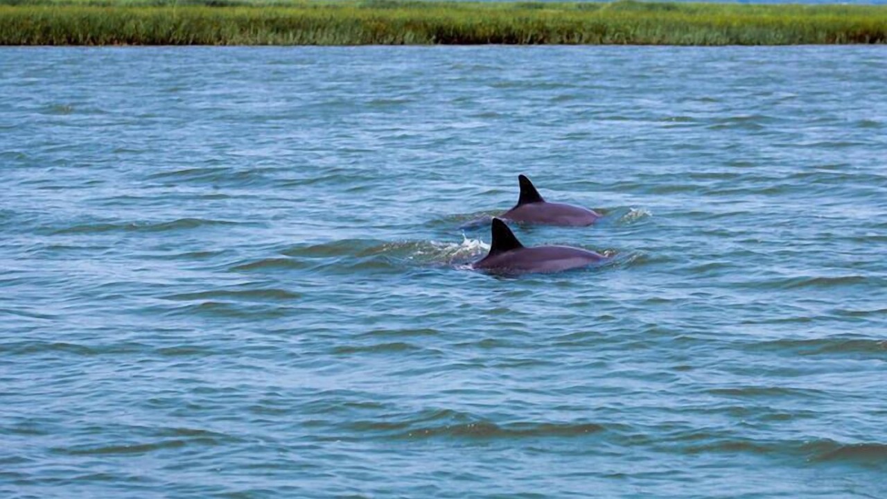 Photo of Others in Saint Helena Island