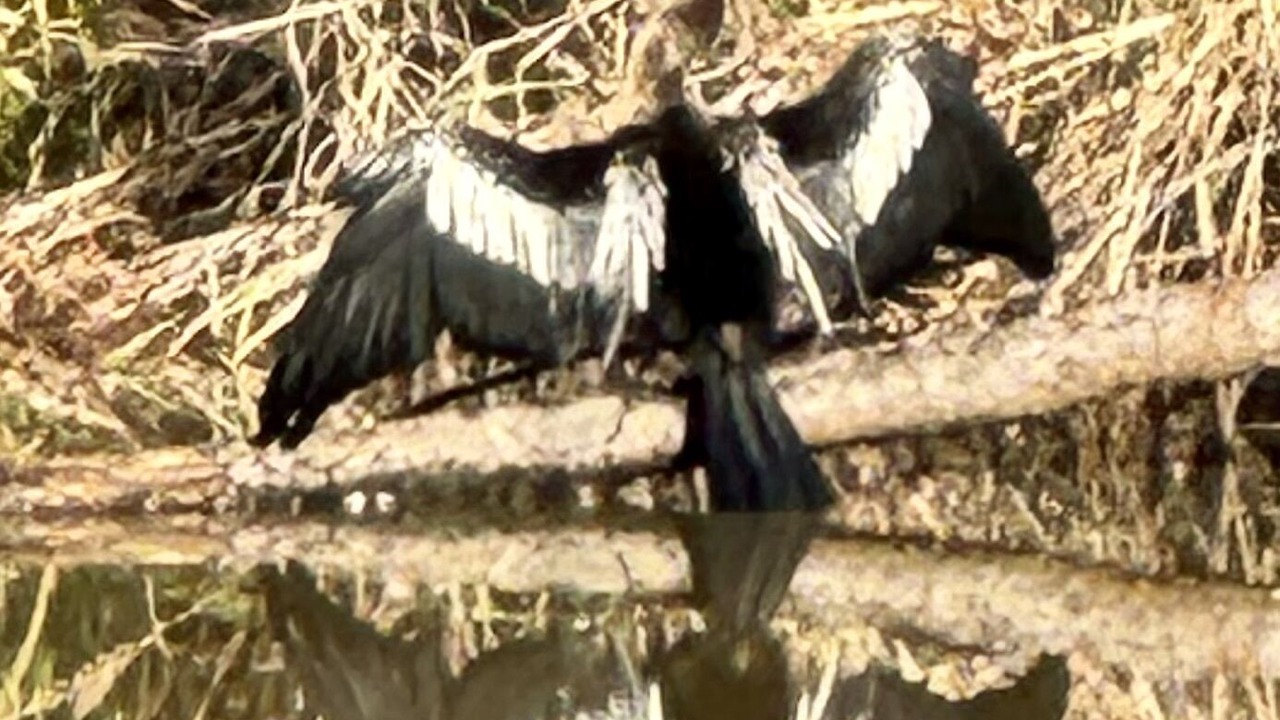 Photo of Others in Johns Island