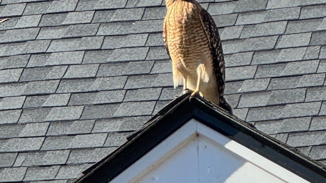 Photo of Others in Johns Island