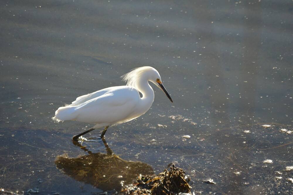 Photo of Others in Seabrook Island
