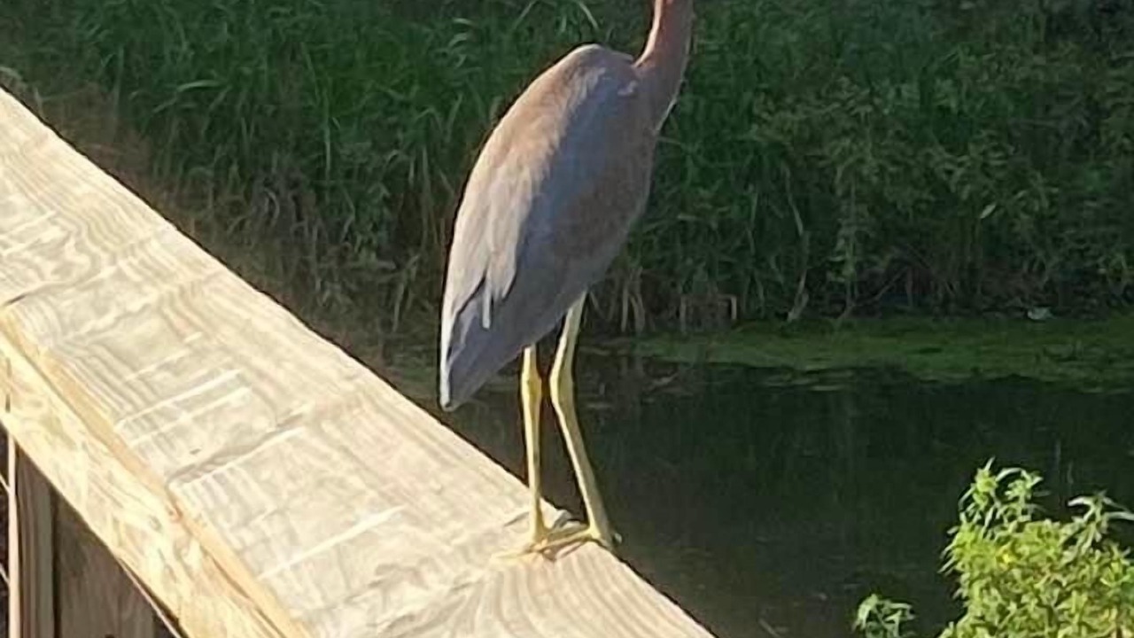 Photo of Outdoor in Port Royal