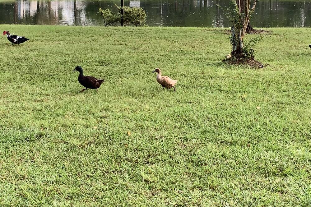 Photo of Others in Summerville