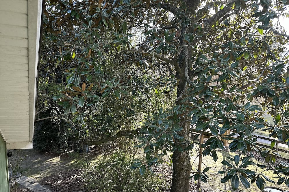 Photo of Outdoor in Summerville