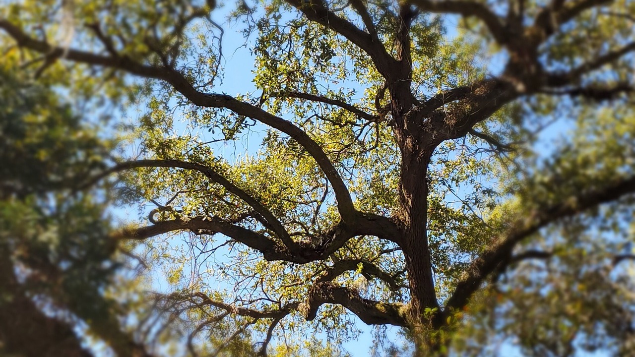 Photo of Outdoor in Summerville Historic District