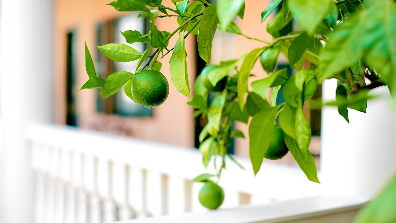 Photo of Outdoor in Charleston Historic District