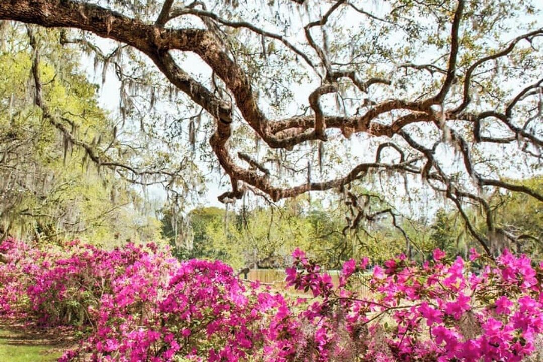 Photo of Others in Johns Island