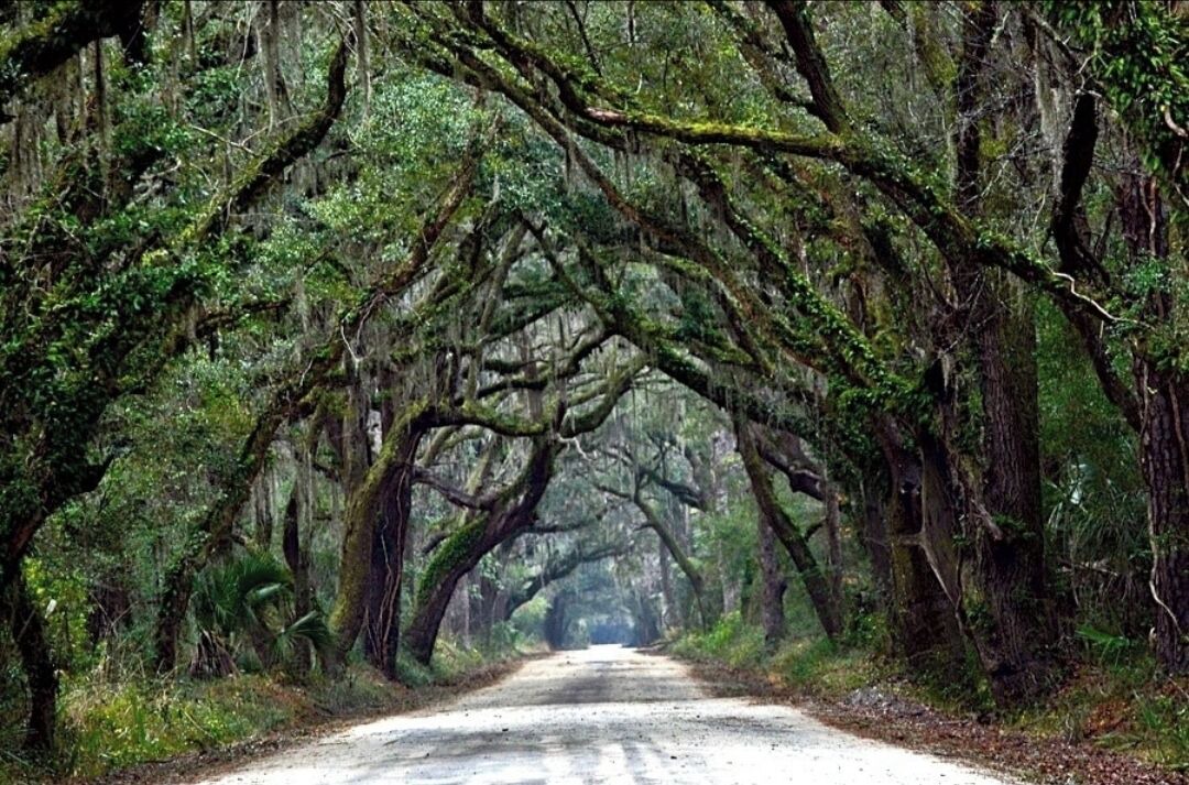 Photo of Others in Johns Island
