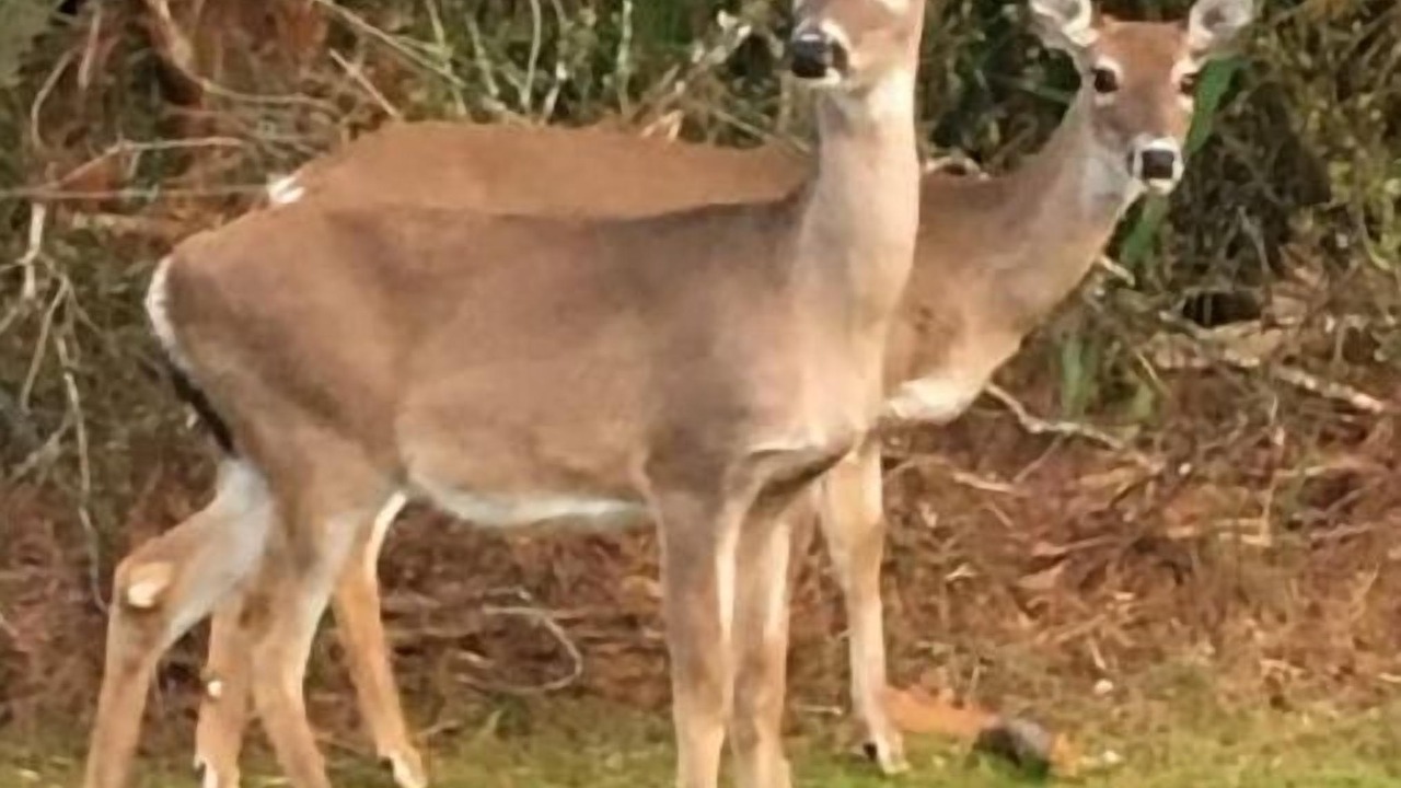 Photo of Others in Saint Helena Island
