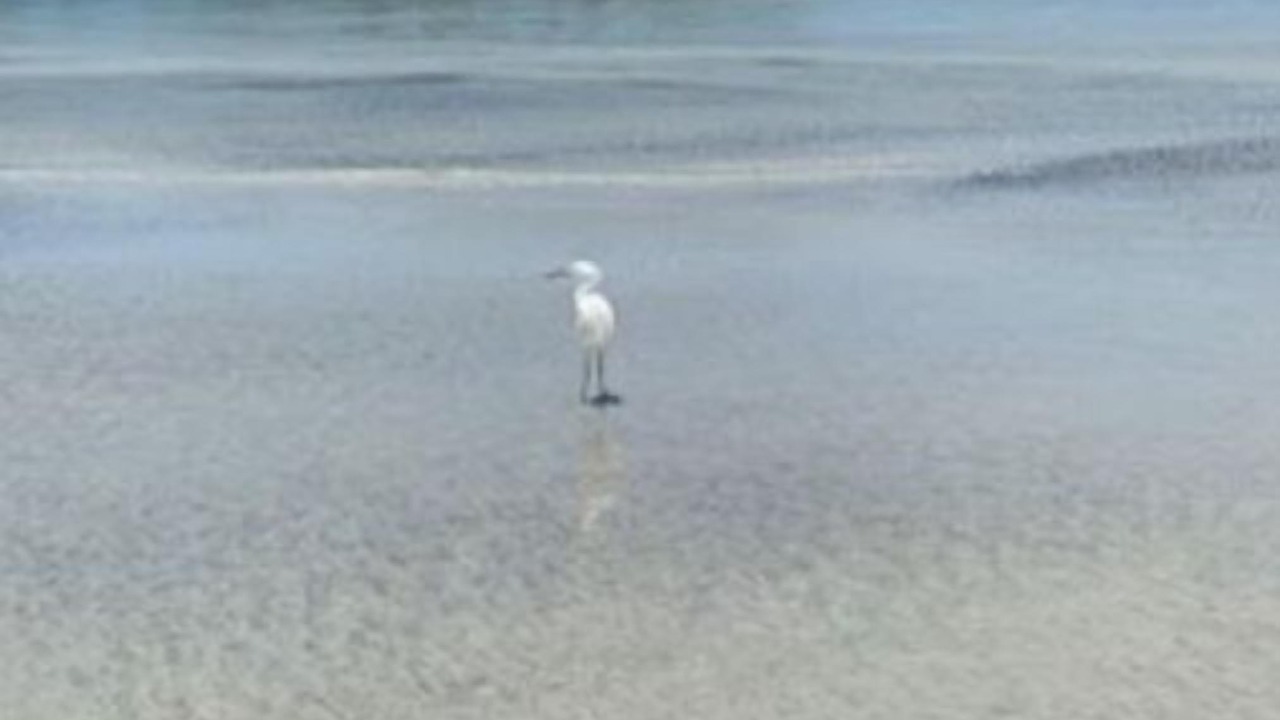 Photo of Others in North Myrtle Beach