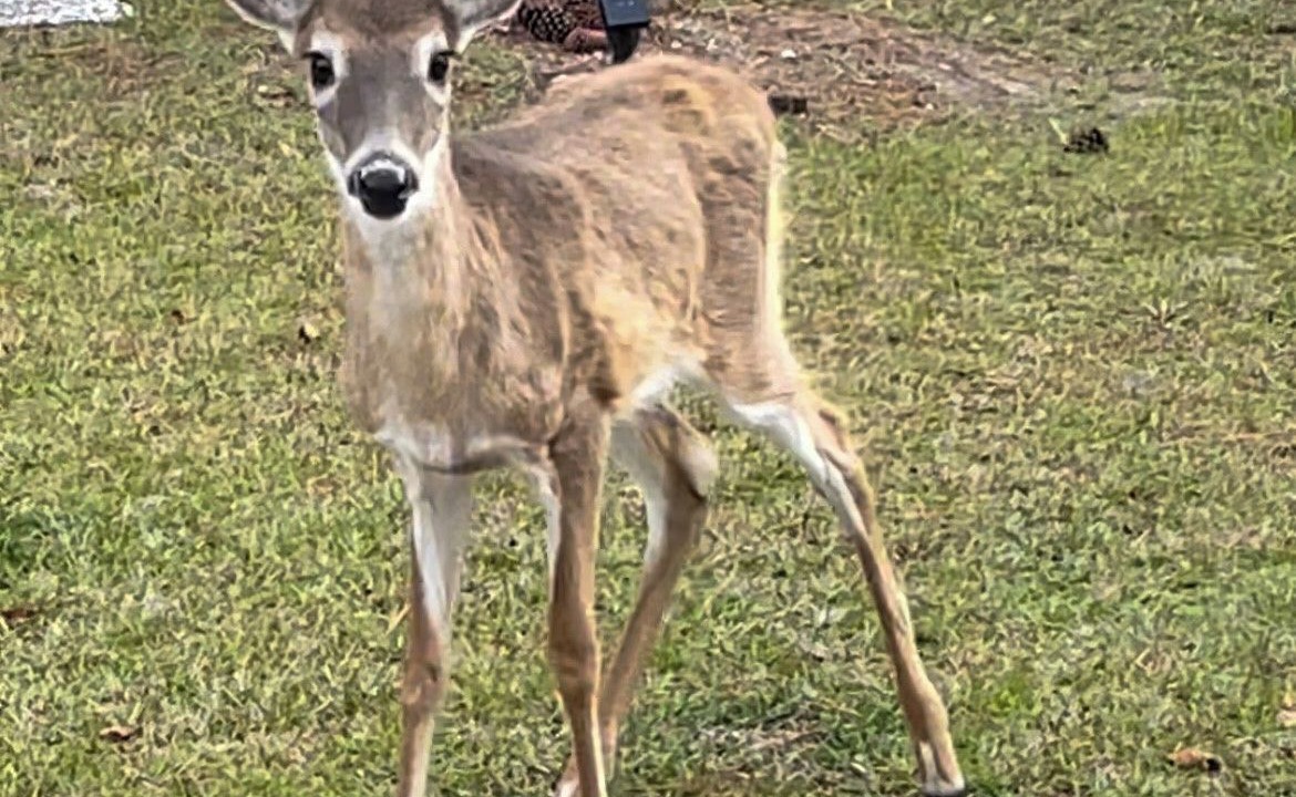 Photo of Others in Saint Helena Island