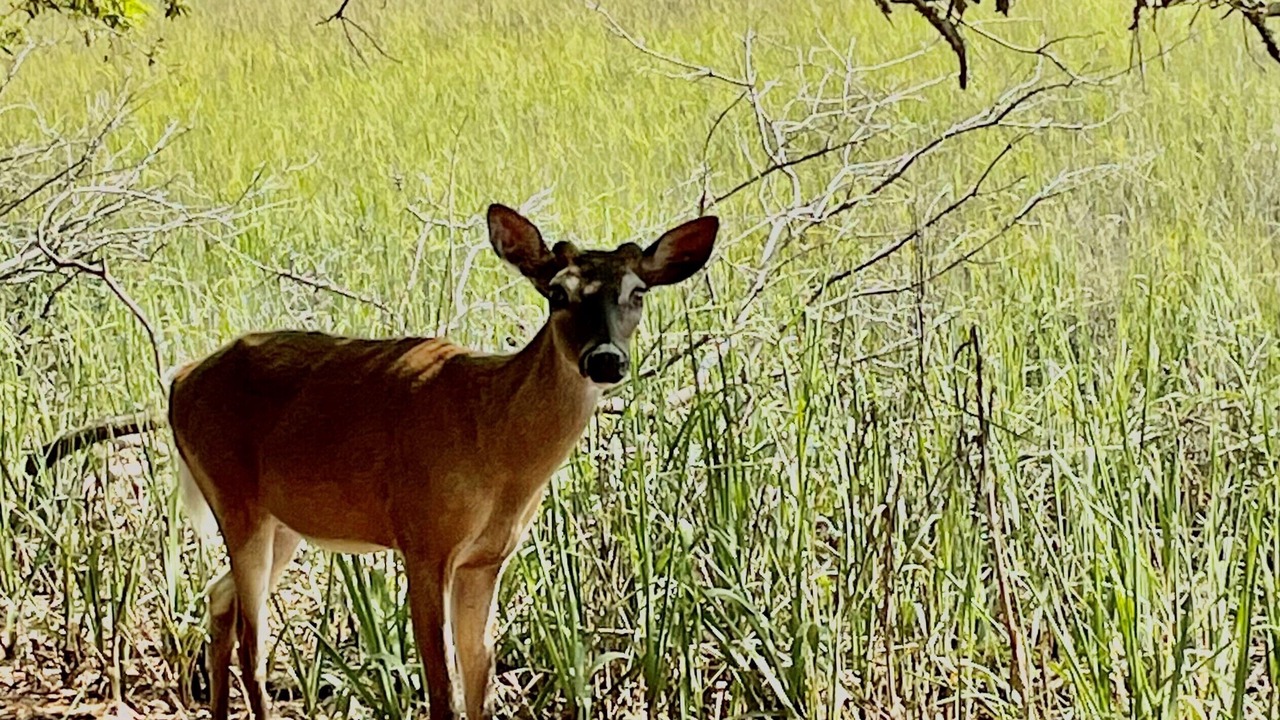 Photo of Others in Saint Helena Island