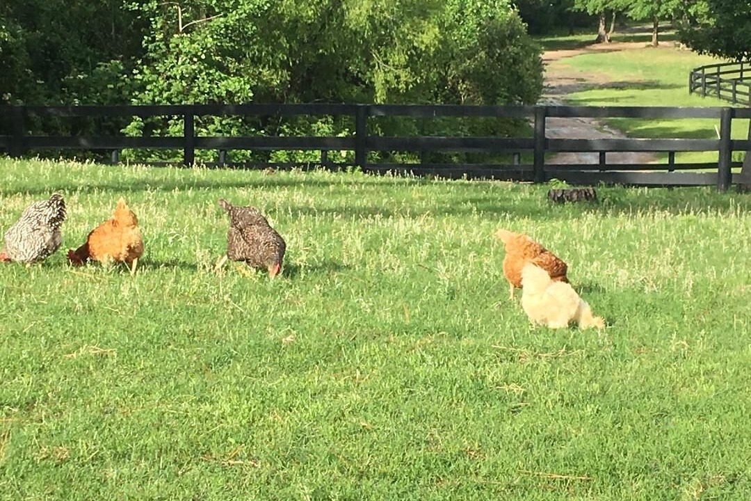 Photo of Others in Aiken