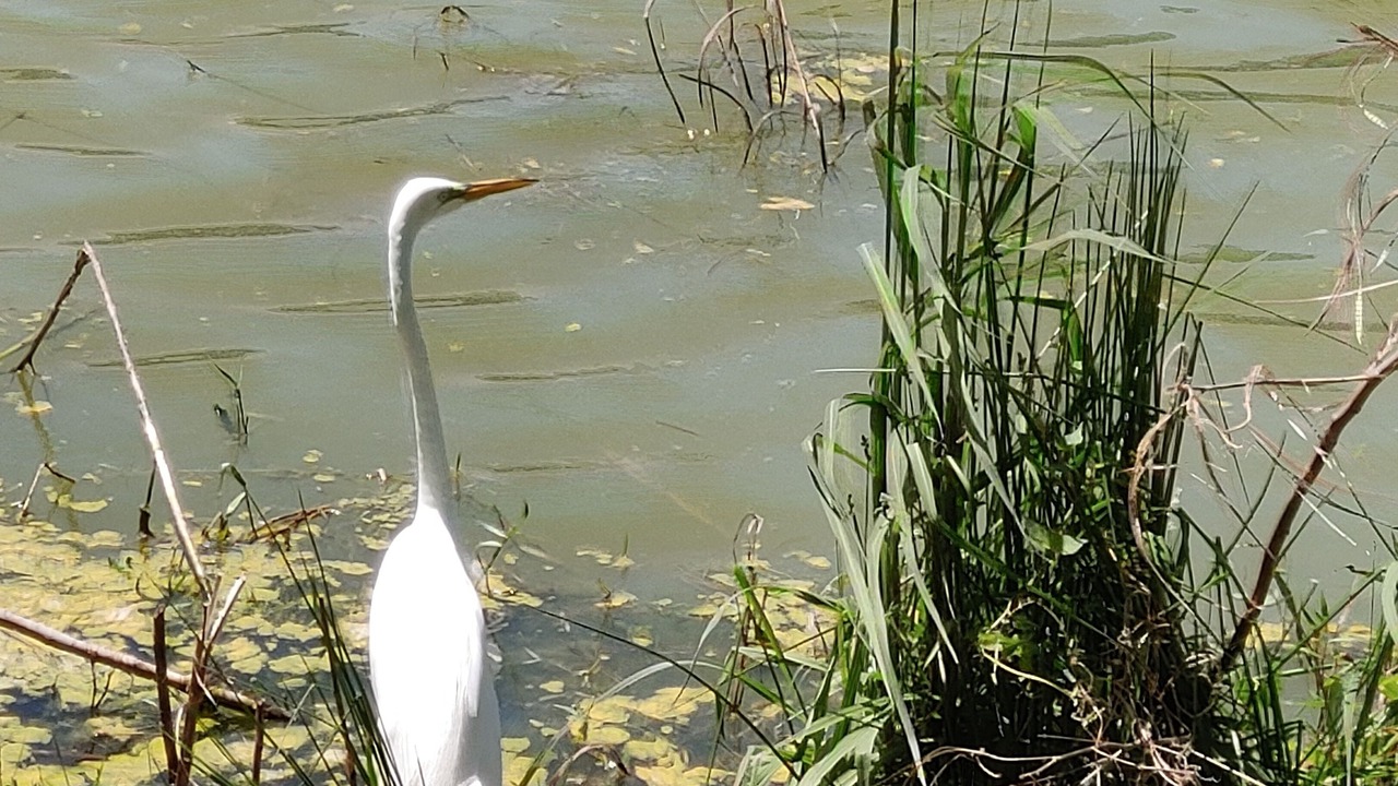 Photo of Outdoor in Oceanmarsh Subdivision
