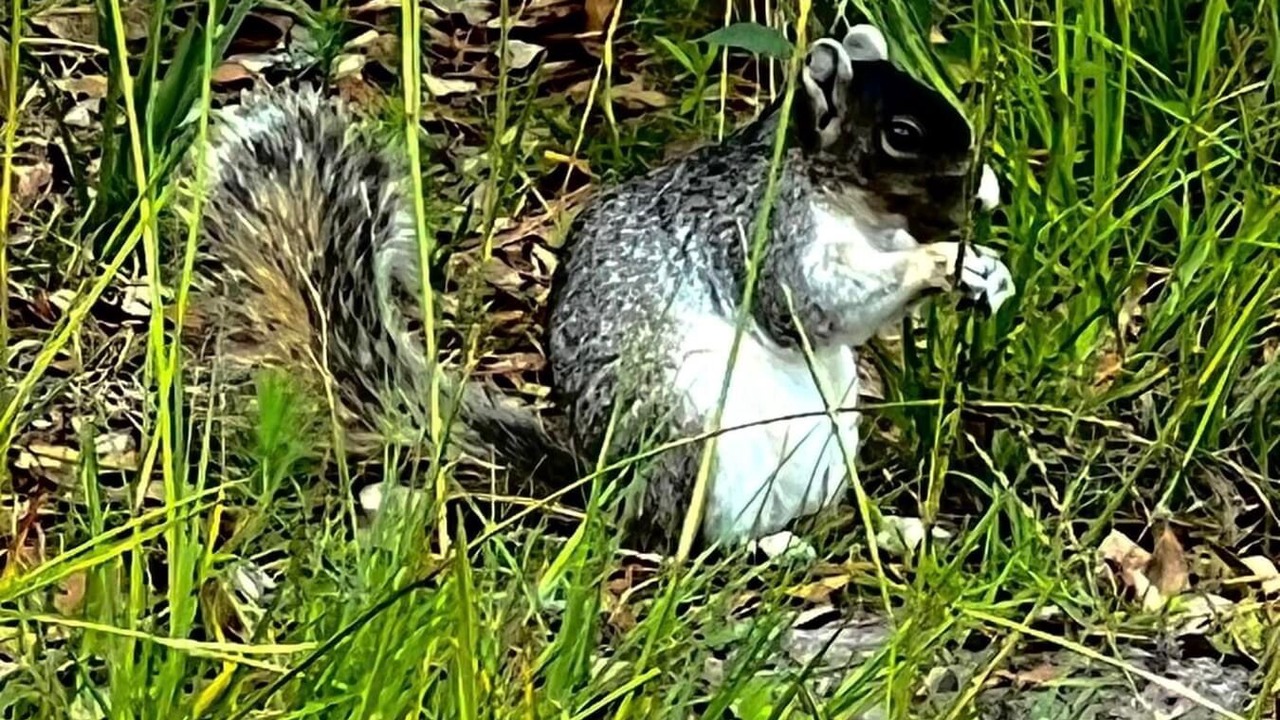 Photo of Others in Daufuskie Island
