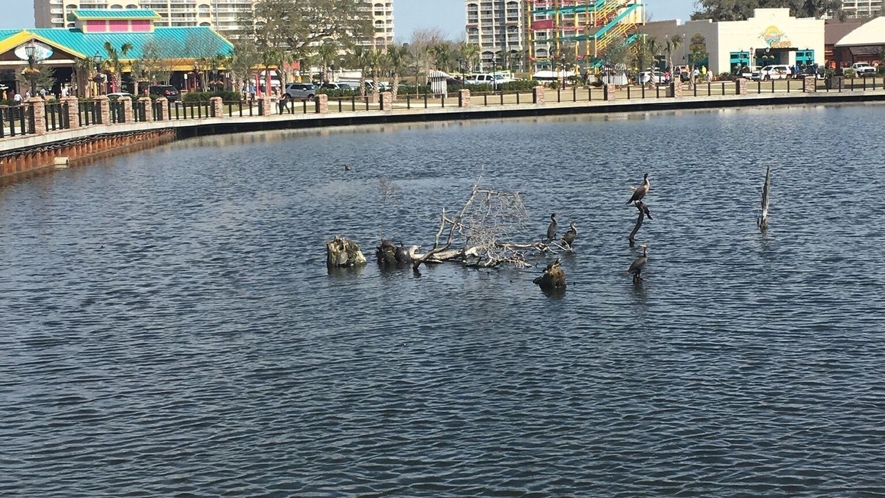 Photo of Outdoor in North Myrtle Beach