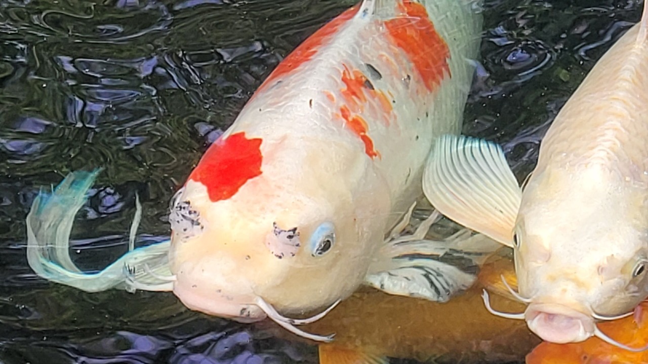 Photo of Others in West Ashley