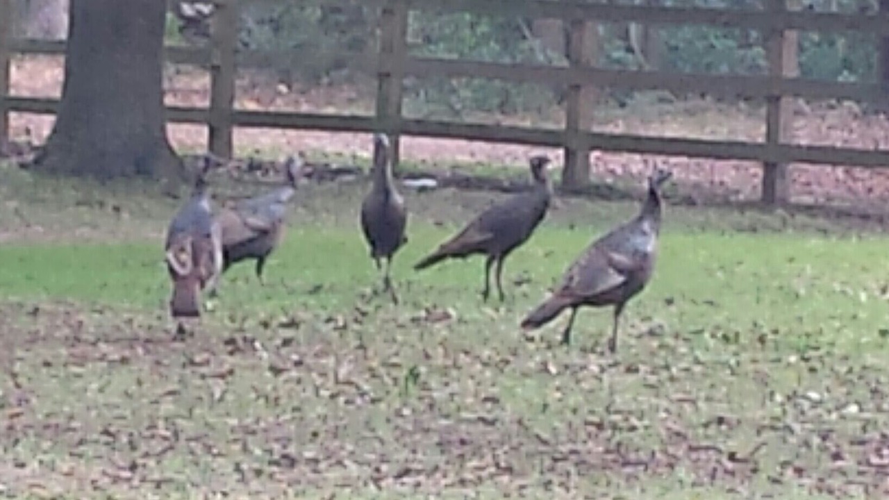 Photo of Others in Johns Island