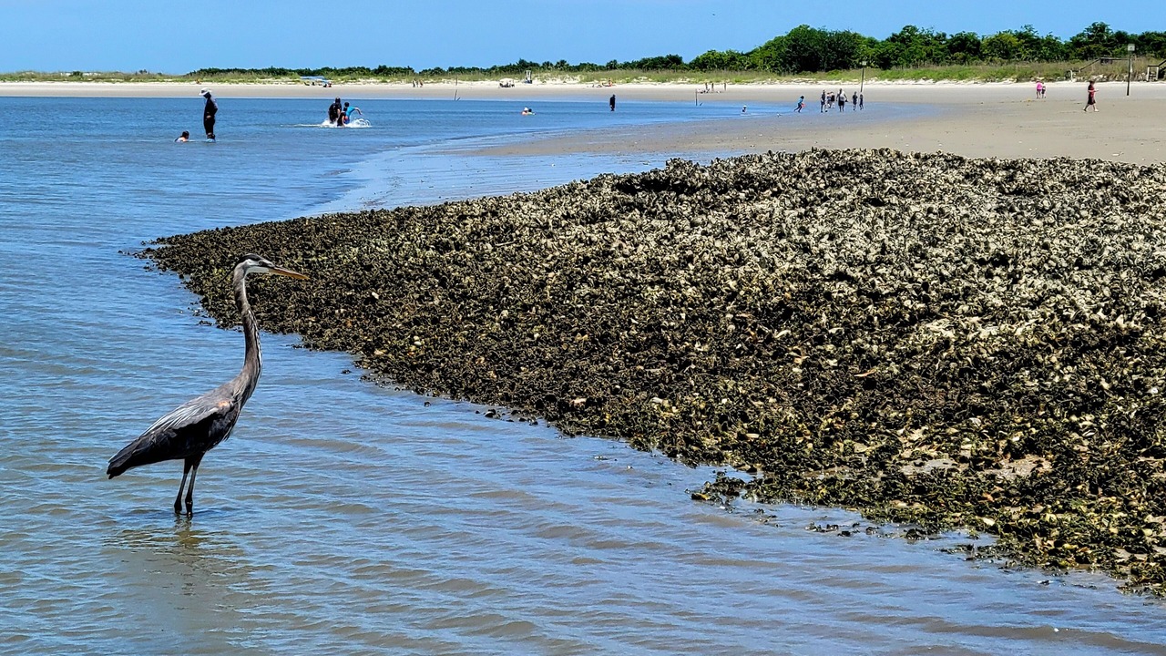 Photo of Others in Tybee Island