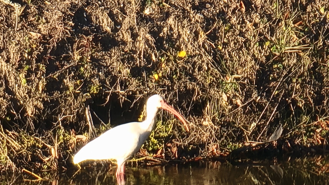 Photo of Others in Isle of Palms