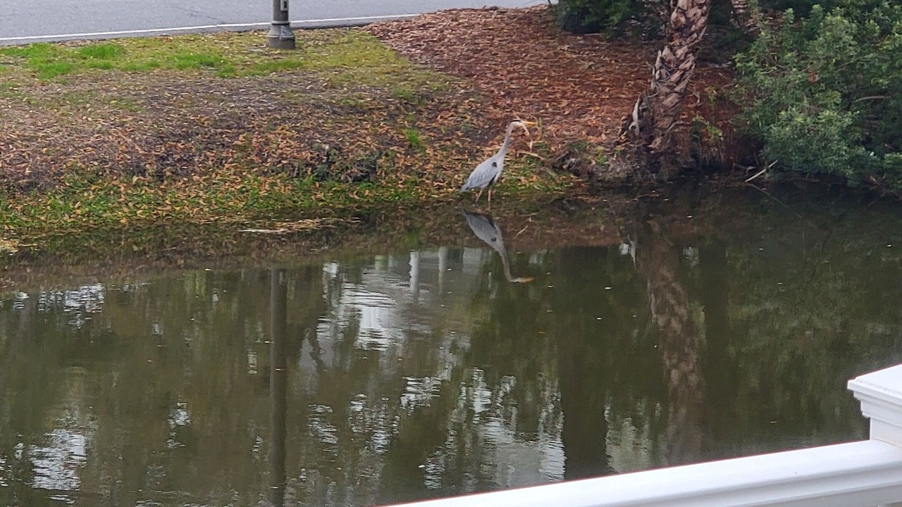 Photo of Outdoor in Isle of Palms