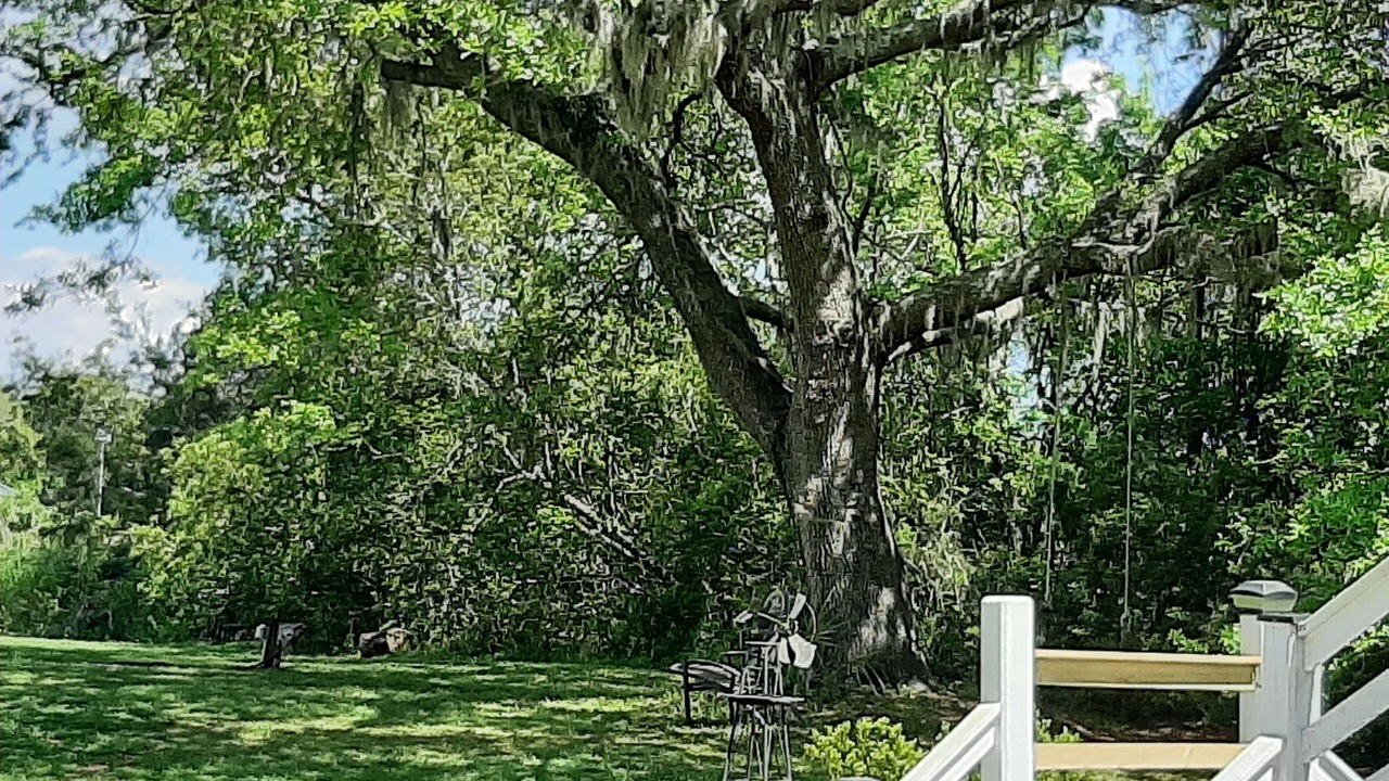Photo of Outdoor in McClellanville
