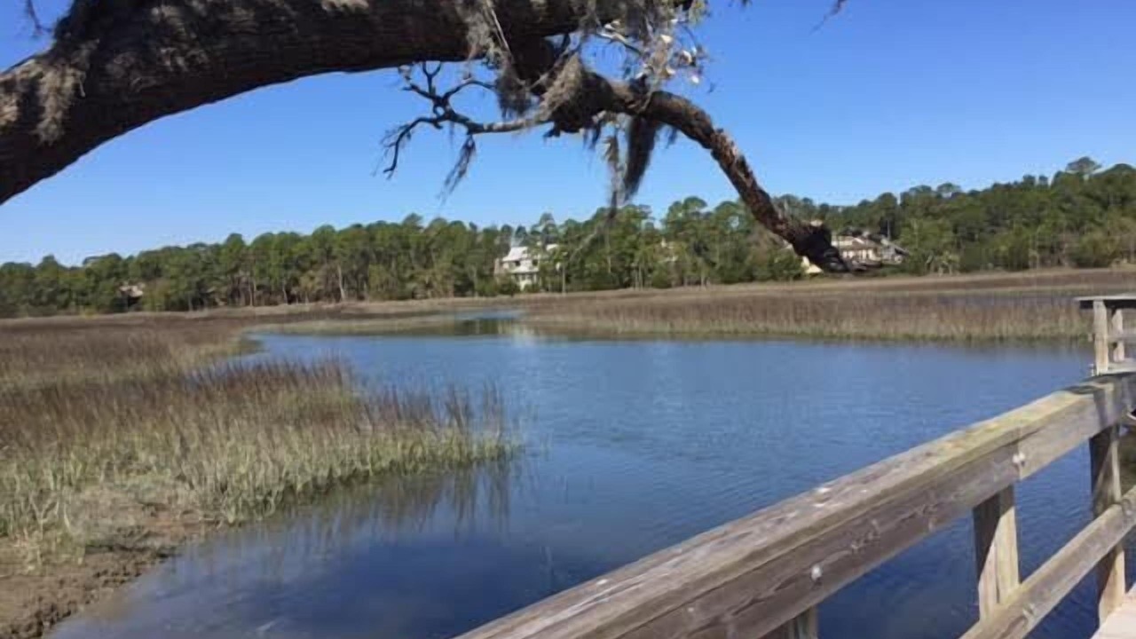 Photo of Others in Vanderhorst Plantation