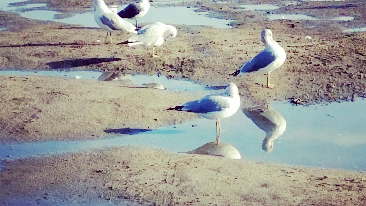 Photo of Others in Port Royal