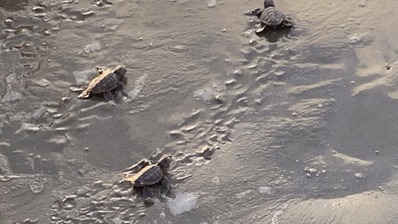 Photo of Others in West Beach