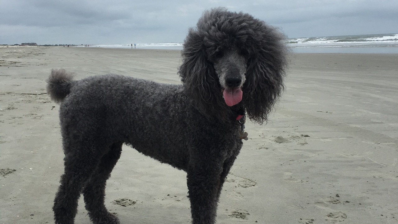 Photo of Others in West Beach