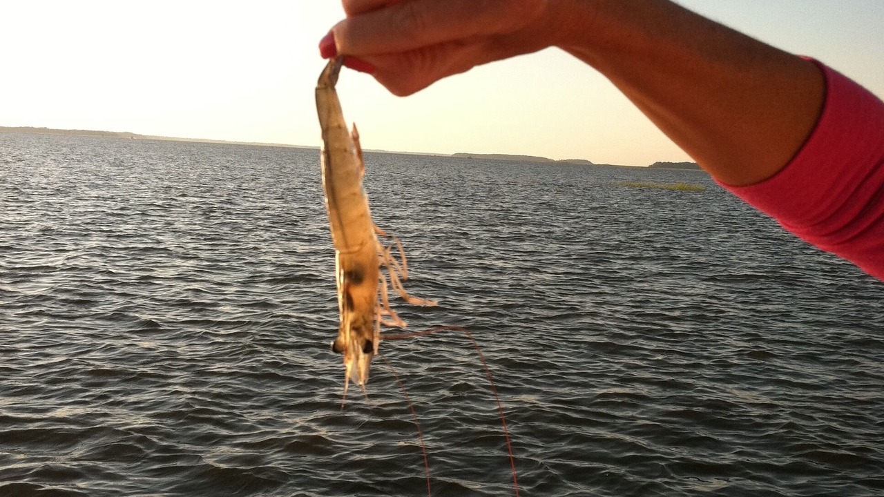 Photo of Others in Edisto Island