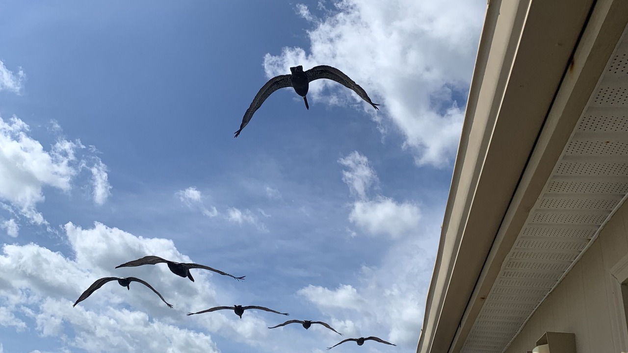 Photo of Others in Surfside Beach