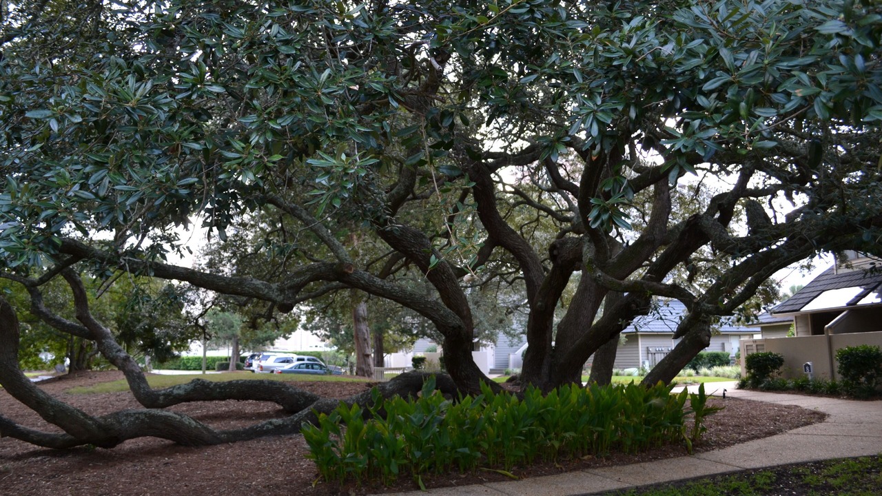 Photo of Outdoor in Arcadian Shores