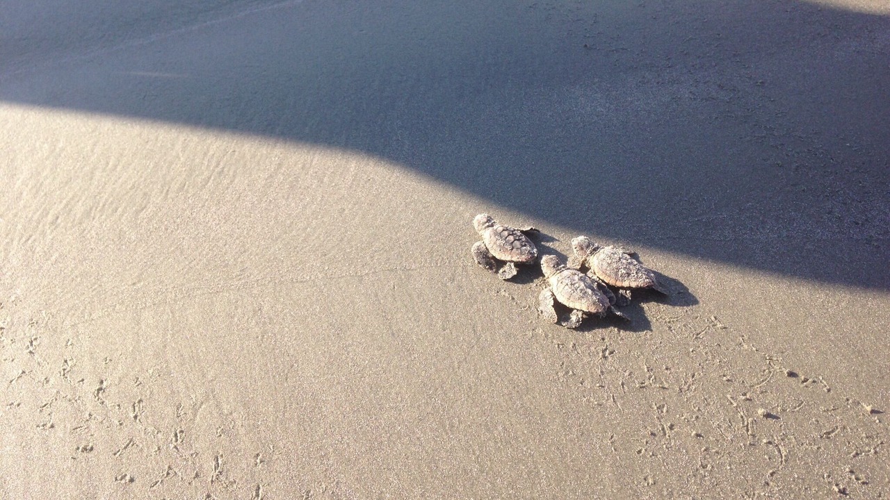 Photo of Others in West Beach