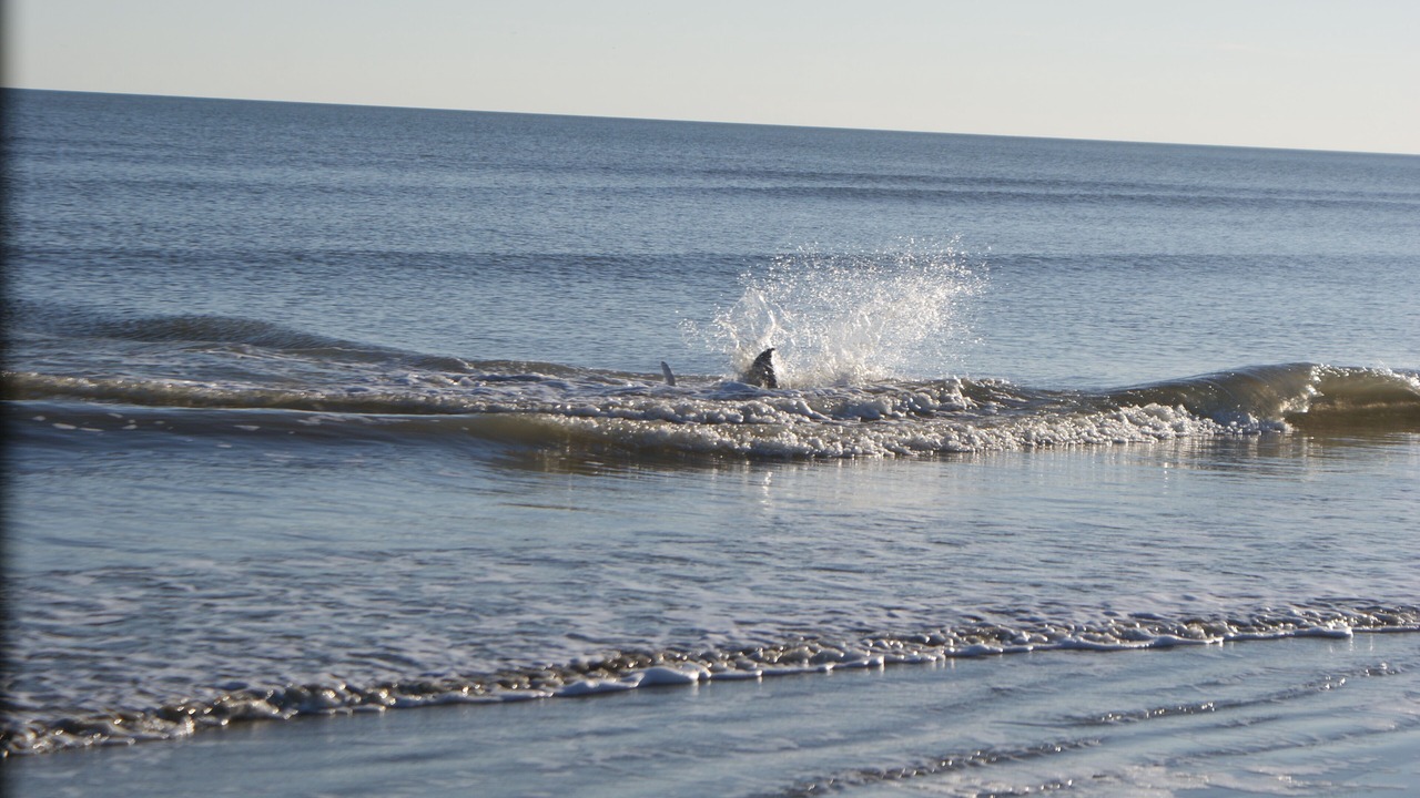 Photo of Outdoor in Kiawah Island