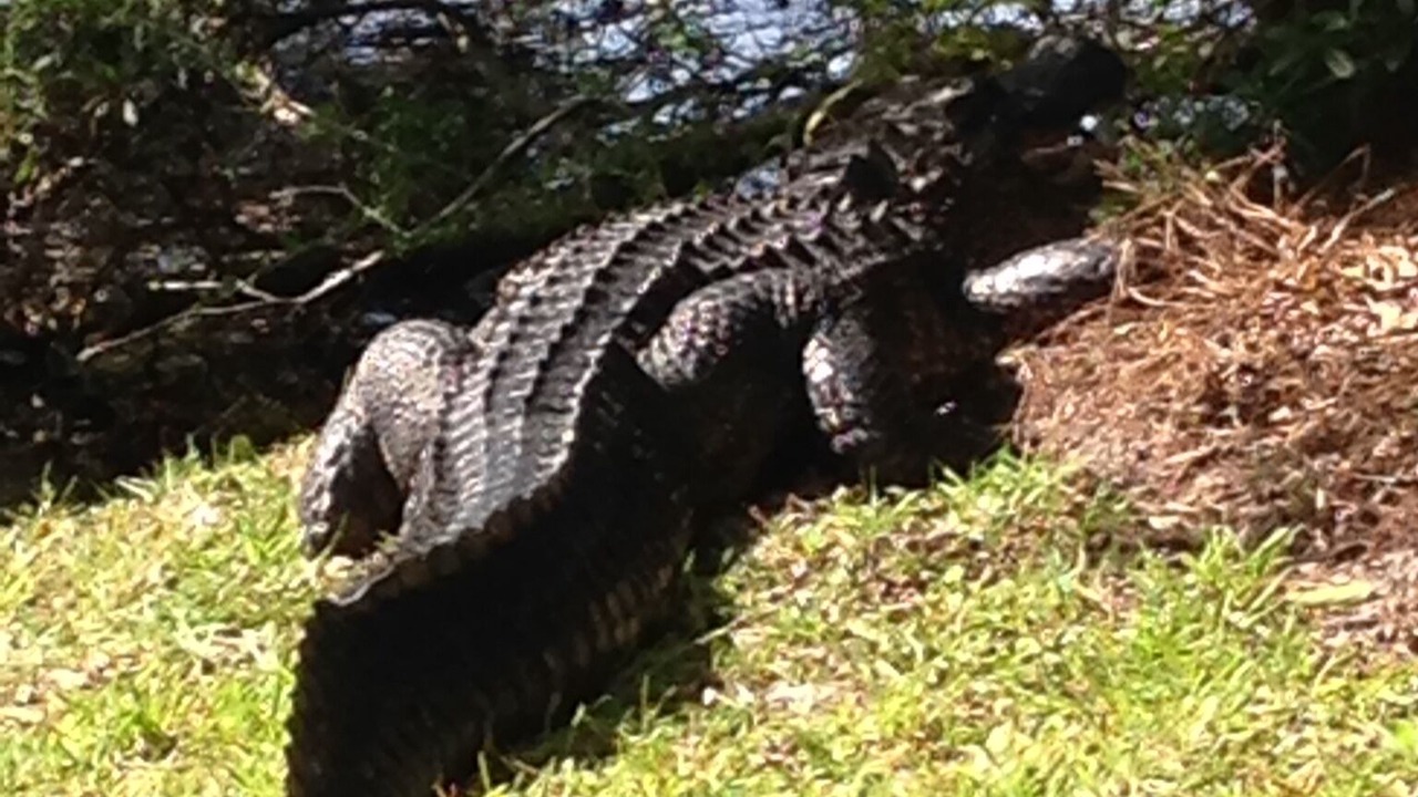Photo of Outdoor in Kiawah Island