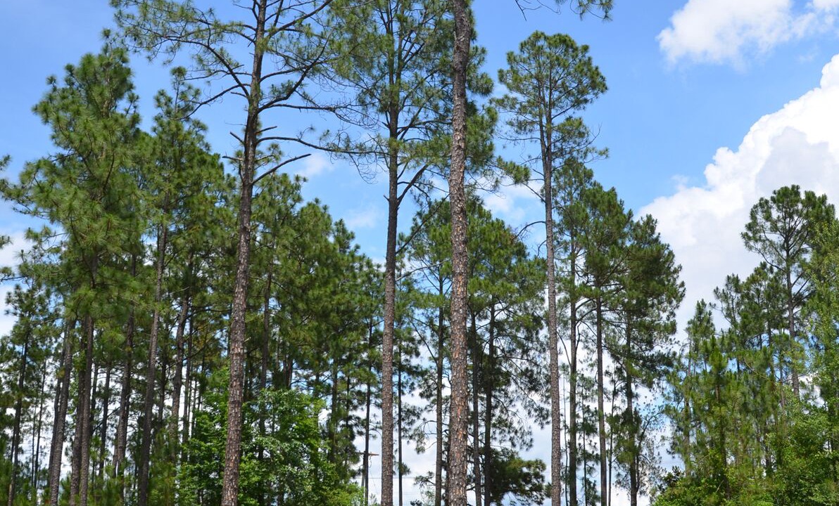 Photo of Outdoor in Aiken