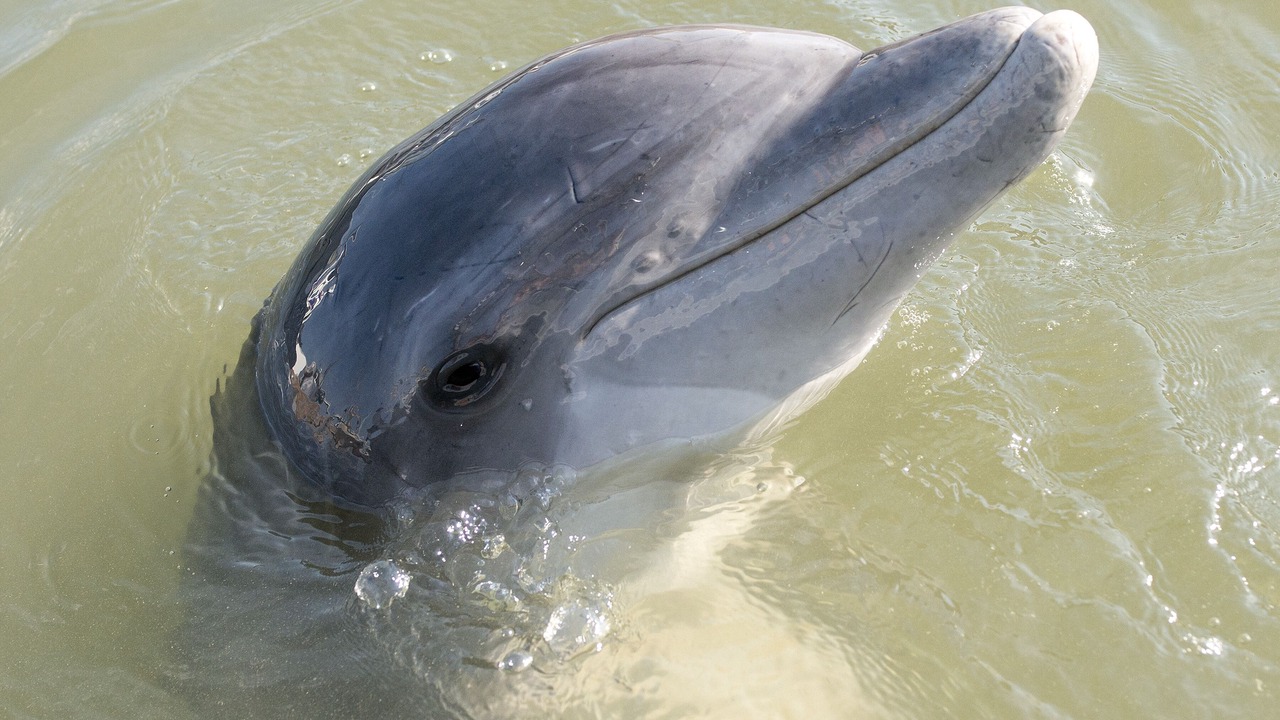 Photo of Others in Sea Pines