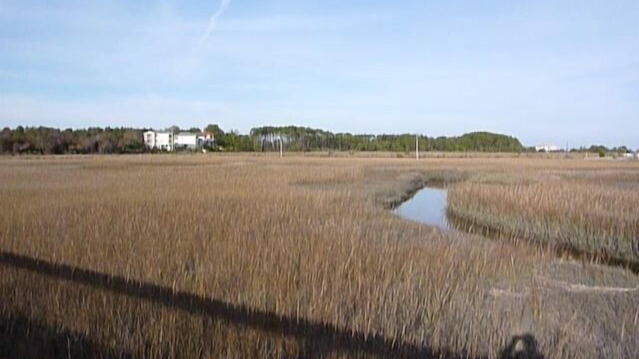 Photo of Others in Palmetto Dunes