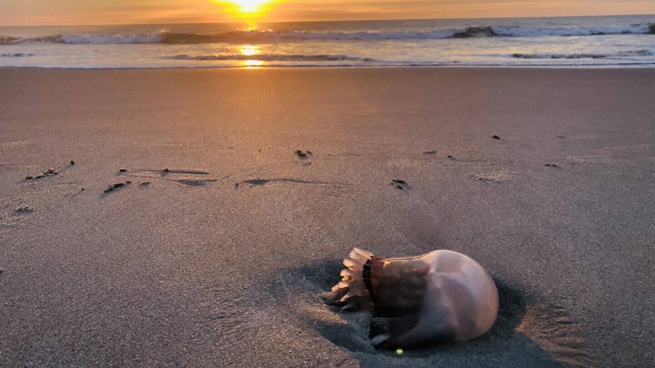 Photo of Others in Downtown Myrtle Beach