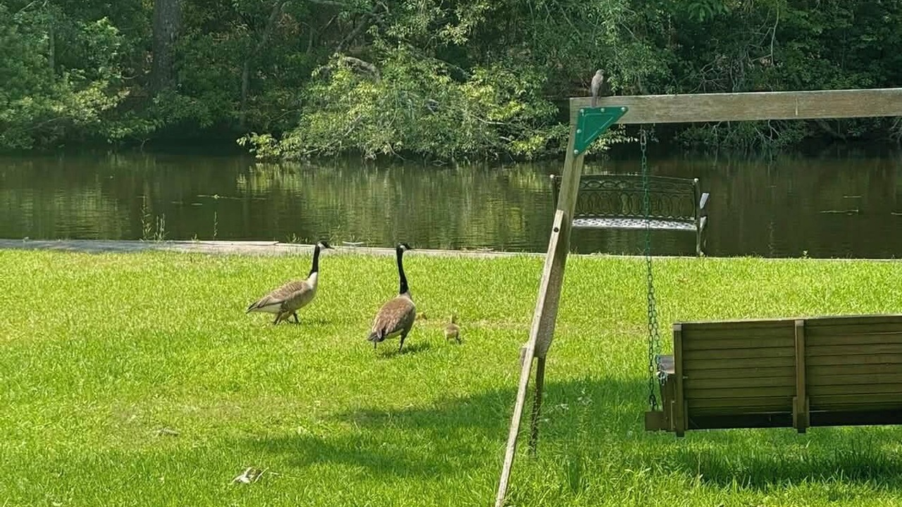 Photo of Others in Eutawville