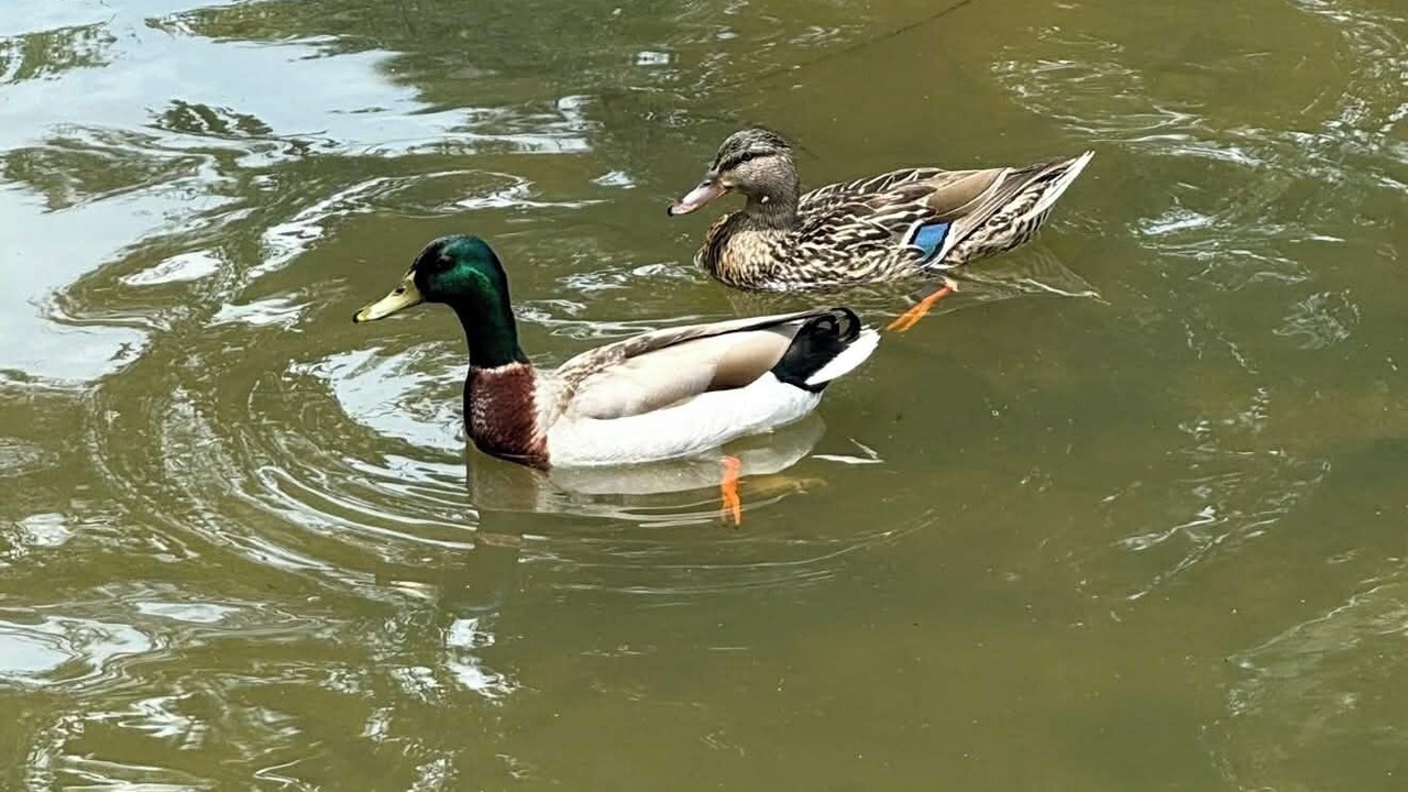 Photo of Others in Eutawville