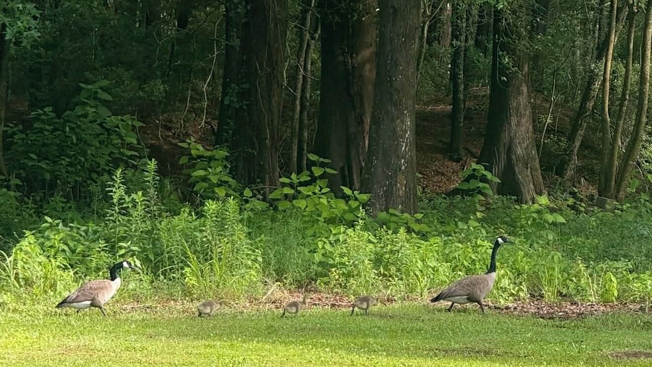 Photo of Others in Eutawville