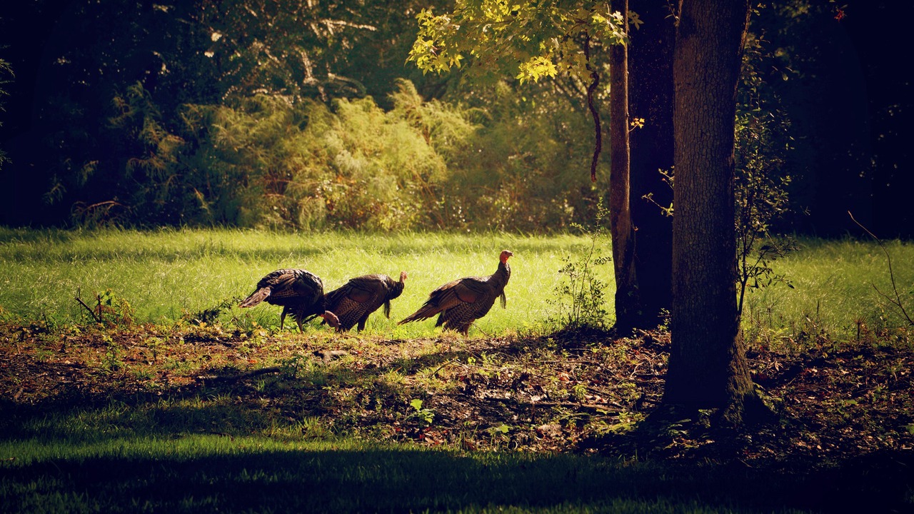Photo of Others in Johns Island