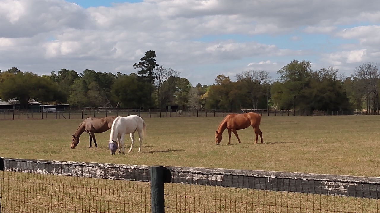 Photo of Others in Aiken