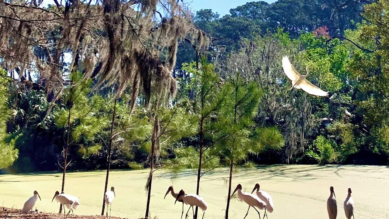 Photo of Others in Daufuskie Island