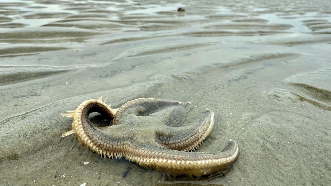 Photo of Others in Melrose on the Beach