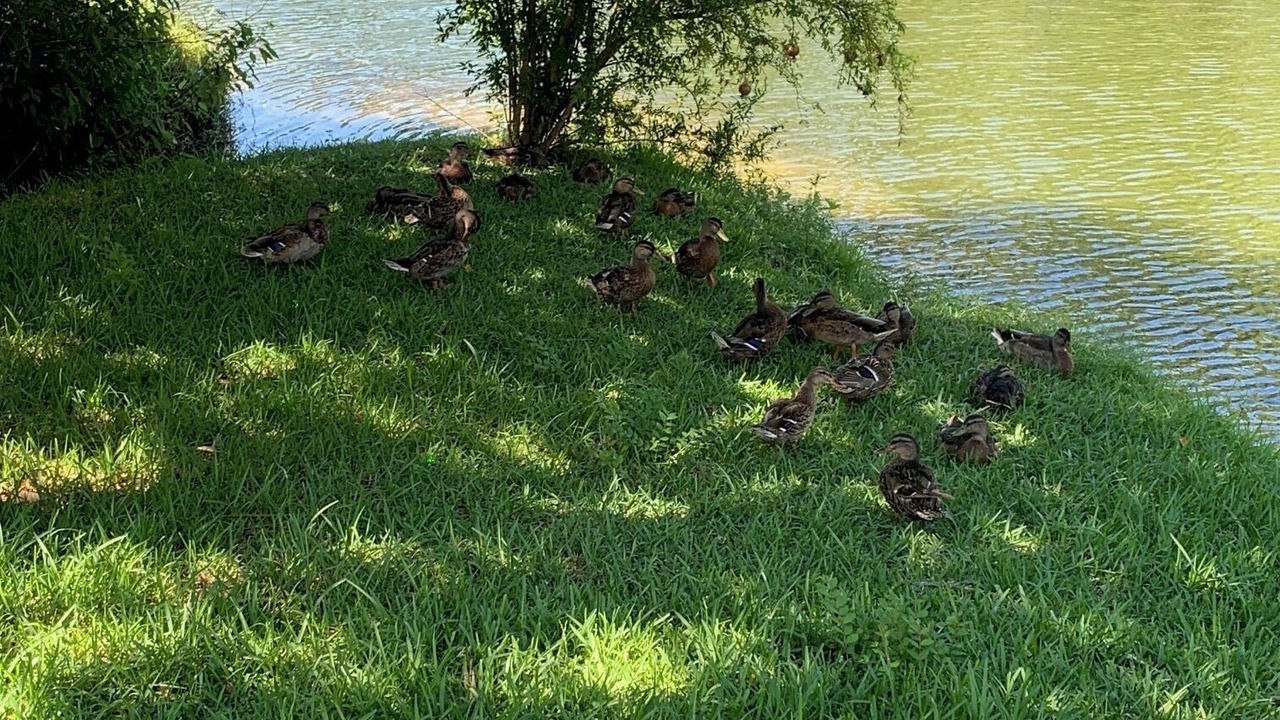 Photo of Outdoor in Mount Pleasant