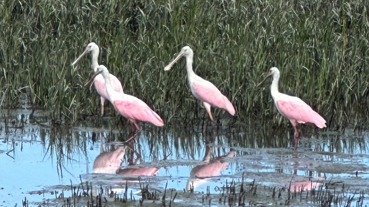 Photo of Others in Saint Helena Island
