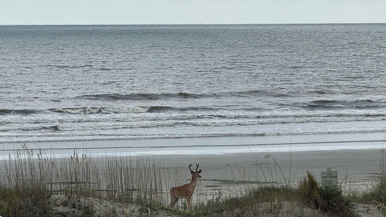 Photo of Others in West Beach
